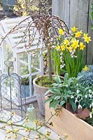 Willow tree in pot and spring flowering, Salix caprea Pendula 