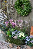 Moss-padded basket with spring perennials, Primula Belarina Vanilla, Myosotis Myomark, Tiarella Spring Symphony, Bergenia Rosenkristall 