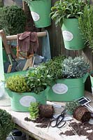 Pots with Mediterranean herbs 