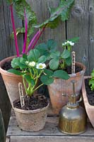 Young plants of chard and strawberries, Beta vulgaris Bright Lights, Fragaria Ostara 