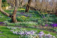 Meadow with bulbous plants, Narcissus cyclamineus February Gold, Crocus Ruby Giant, Crocus vernus Jeanne d'Arc, Crocus vernus Pickwick, Galanthus 