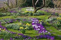 Meadow with bulbous plants, Narcissus cyclamineus February Gold, Crocus Ruby Giant, Crocus vernus Jeanne d'Arc 