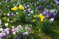 Meadow with bulbous plants, Narcissus cyclamineus February Gold, Crocus Ruby Giant, Crocus vernus Jeanne d'Arc, Galanthus 