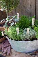 Herbs in pots 