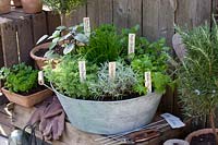 Herbs in pots 