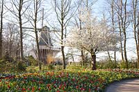 Blooming cherry tree, tulips and windmill at Keukenhof 