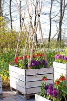 Plant boxes made of pallets with bulb plants, in which vegetables will later be grown 