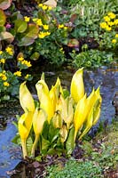 False calla, Lysichiton americanus 