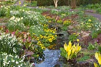 Stream with shore plants, Caltha palustris, Anemone nemorosa, Primula veris, Leucojum aestivum, Lysichiton americanus 