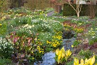 Stream with shore plants, Caltha palustris, Anemone nemorosa, Primula veris, Leucojum aestivum, Lysichiton americanus 