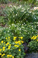 Shore plants, Caltha palustris, Anemone nemorosa, Leucojum aestivum 