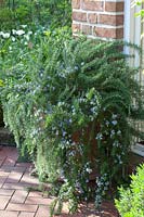 Pot with flowering rosemary, Rosmarinus officinalis 