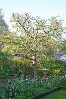 Apple tree, Malus domestica Boskoop 