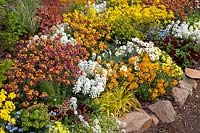 Bed in spring with Erysimum Mango Dwarf, Erysimum Winter Party, Primula Belarina Valentine, Iberis, Leucanthemum, Euphorbia Efantia 