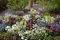 Spring bed with Tiarella, Heuchera, Euphorbia, Erysimum, Myosotis Myomark, Arabis Alabaster, Primula Belarina 