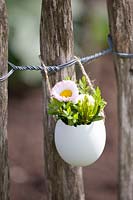 Egg vase with Bellis 