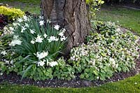 Ground cover, Tiarella wherryi 