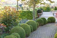 Path to the terrace lined with boxwood balls 