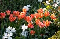 Tulipa Apricot Emperor 