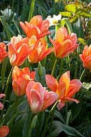 Tulipa Apricot Emperor 