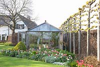 Winter garden and bed with bulbous plants, Tulipa Pink Impression, Tulipa White Emperor 