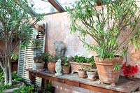 Interior view of winter garden with frost-sensitive potted plants 