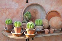 Cactus collection 