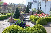Terrace with topiary trees in spring, Taxus, Buxus, Tulipa Pink Impression 