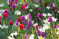 Narcissus Thalia, Tulipa Ruby Prince, Tulipa Pretty Woman, Tulipa Purple Prince, Tulipa Negrita, Tulipa Burgundy 