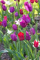 Narcissus Thalia, Tulipa Ruby Prince, Tulipa Pretty Woman, Tulipa Purple Prince, Tulipa Negrita, Tulipa Burgundy 