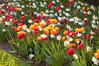 Combination with tulips, Narcissus Thalia, Tulipa Red Princess, Tulipa Orange Princess, Tulipa Princess Irene, Tulipa Jan Reus, Tulipa Havran, Tulipa Navona 