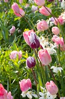 Bed with bulbous plants, Narcissus Thalia, Tulipa Ganders Rhaphsody, Tulipa Zurel, Tulipa Fancy Frills 