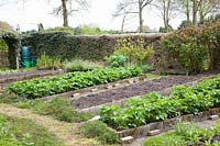 Vegetable garden in spring with strawberries, Fragaria 