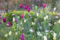 Tulipa, Narcissus Thalia 