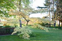 Cornus contoversa Variegata 