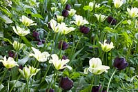 Tulipa Queen of the Night, Tulipa Spring Green 