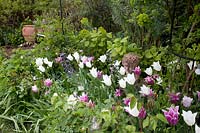 Spring bed with tulips, Tulipa White Triumphator 