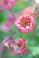 Avens, Geum rivale Flames of Passion 