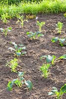 Freshly planted cabbage plants and marigolds, Brassica, Tagetes 