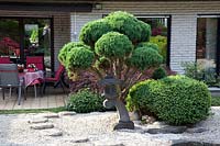 Big Bonsai Juniper, Juniperus 