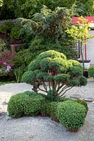 Big Bonsai Juniper, Juniperus 