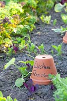 Portrait of young zucchini plants, Cucurbita pepo Floridor 