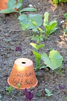 Portrait of young zucchini plants, Cucurbita pepo Eight Ball 