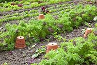 Vegetable garden in early summer, leaf mustard, zucchini, spinach, Brassica juncea var. rugosa, Cucurbita pepo, Spinacia oleracea 