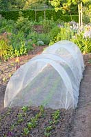 Fleece for carrots against carrot fly, Daucus carota 