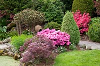 Small bed in May with rhododendron and maple, Rhododendron, Acer palmatum Dissectum Garnet 