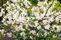 Portrait of flowering quince, Chaenomeles japonica Jet Trail 