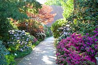 Path lined with rhododendrons, Rhododendron 