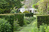 Hedges of yew, taxus 
