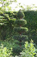 Topiary Yew, Taxus 
